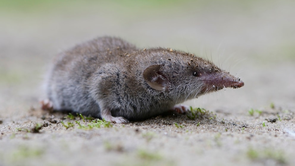 A shrew crawls on the floor