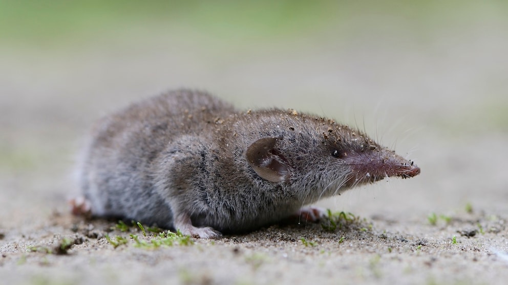 A shrew crawls on the floor