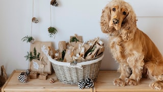 Cocker Spaniel sits in front of self-made Advent calendar