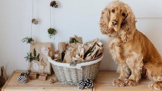 Cocker Spaniel sits in front of self-made Advent calendar