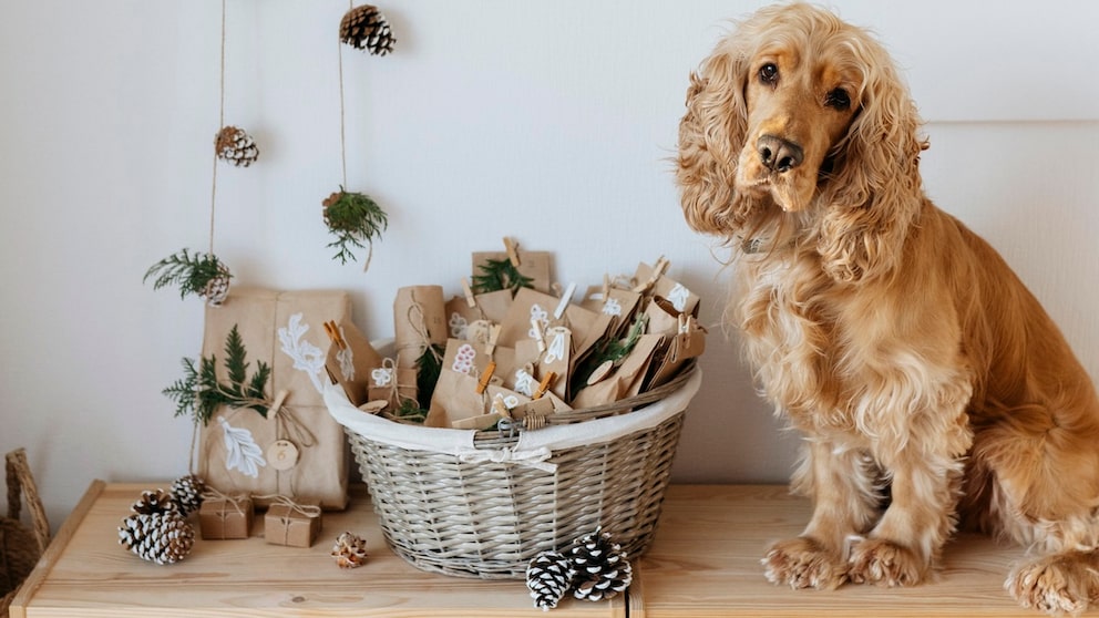 Cocker Spaniel sits in front of self-made Advent calendar