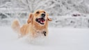 A golden retriever romps through the snow