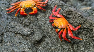 It was long assumed that crabs do not feel pain. A new study has now proven the opposite.