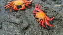 It was long assumed that crabs do not feel pain. A new study has now proven the opposite.
