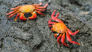 It was long assumed that crabs do not feel pain. A new study has now proven the opposite.