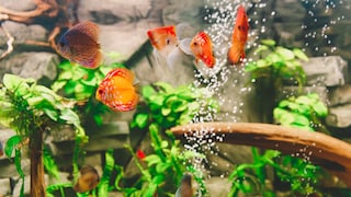 Common fish diseases
