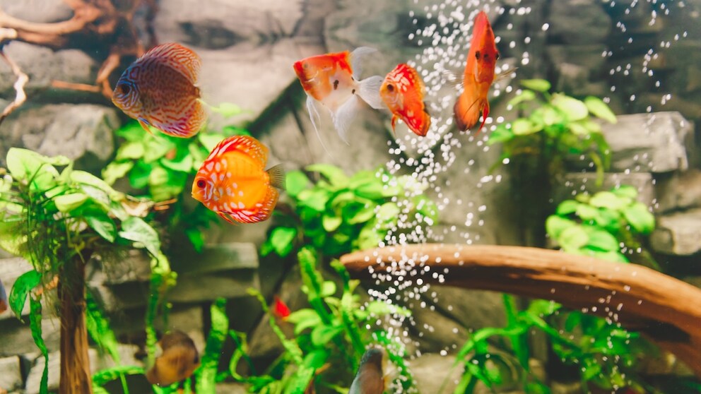 Common fish diseases