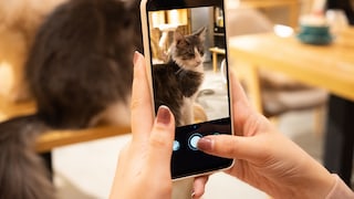 A woman takes a photo of her cat
