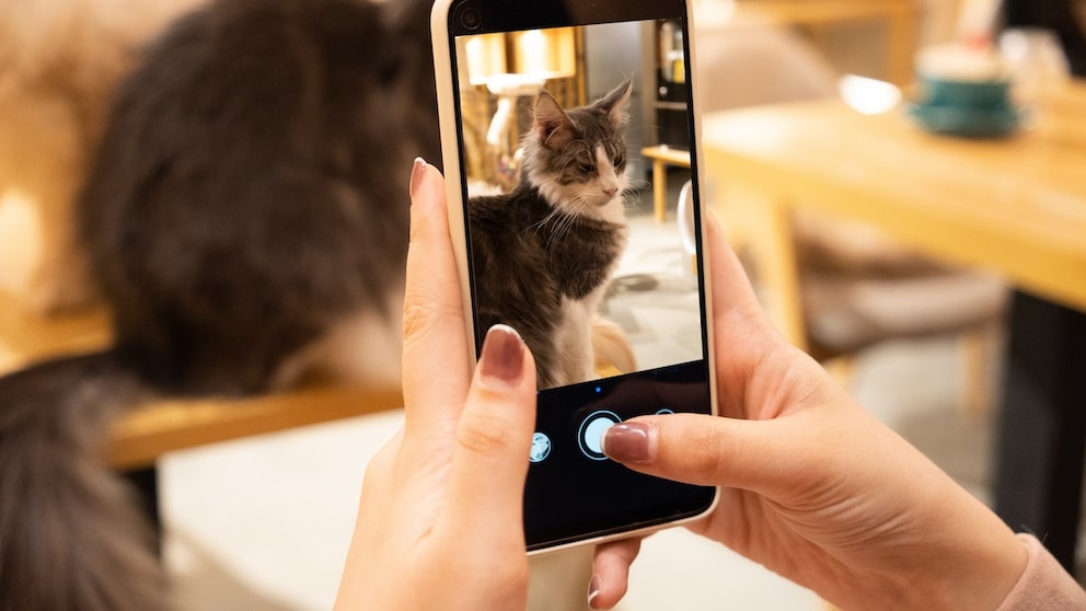 A woman takes a photo of her cat