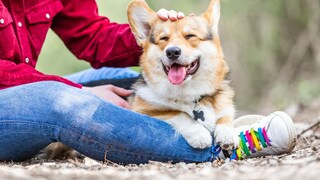 If we spend time together with our dog, this can be measured by the heartbeat, a study has shown