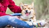 If we spend time together with our dog, this can be measured by the heartbeat, a study has shown