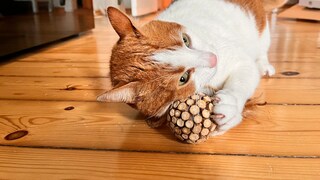 Remo the cat rubs against a ball of matatabi