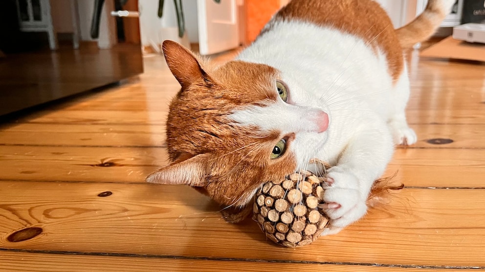 Remo the cat rubs against a ball of matatabi