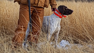 Hunter with Hunting Dog in Field