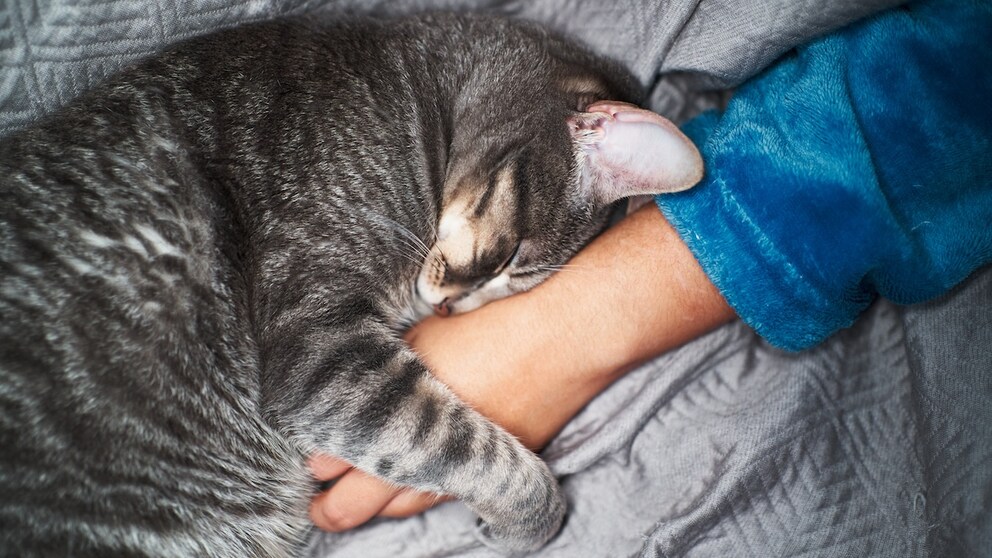 Cat cuddles up to people's hands