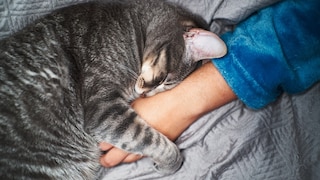 Cat cuddles up to people's hands