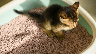 Kitten in litter box