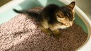 Kitten in litter box