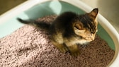 Kitten in litter box