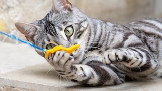 Bengal cat with a wand toy