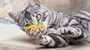 Bengal cat with a wand toy