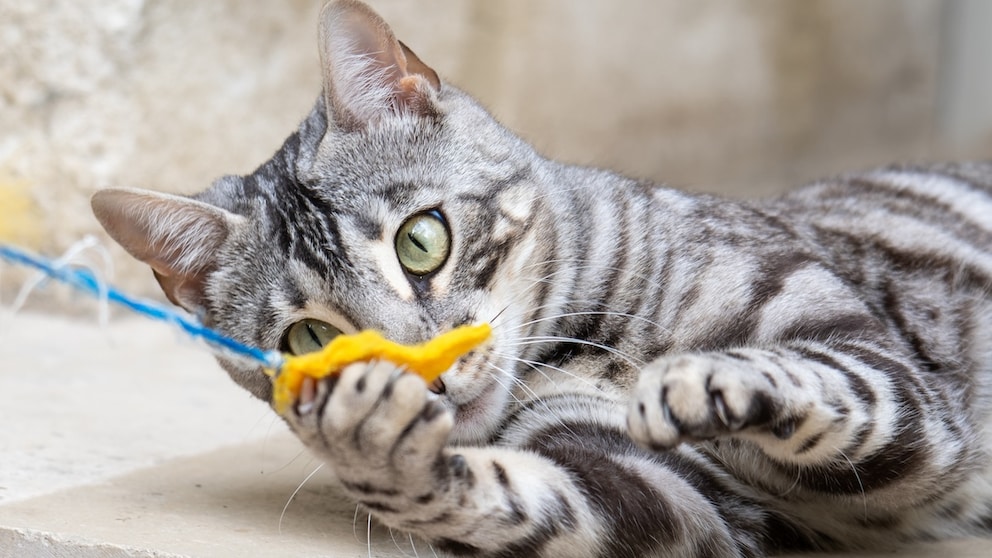 Bengal cat with a wand toy