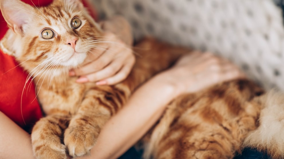 A Maine Coon cuddles with her owner