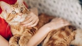 A Maine Coon cuddles with her owner