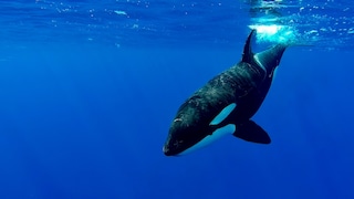 Close-up of orca under water