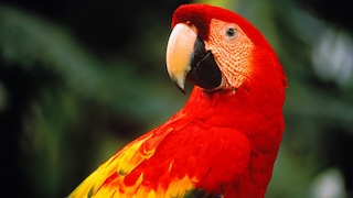 A red macaw in the rainforest