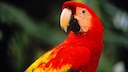 A red macaw in the rainforest