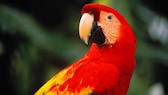 A red macaw in the rainforest