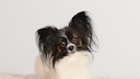 Dog of the Papillon breed sitting on a white blanket