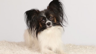 Dog of the Papillon breed sitting on a white blanket