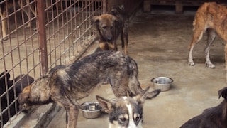 Dogs in the kennel of the Slatina shelter in Croatia