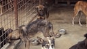Dogs in the kennel of the Slatina shelter in Croatia