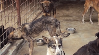 Dogs in the kennel of the Slatina shelter in Croatia