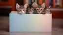 Four Kittens in a Cardboard Box