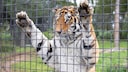 Tiger hanging from the bars of an enclosure