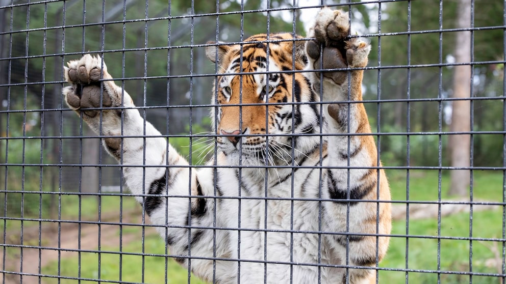 Tiger hanging from the bars of an enclosure