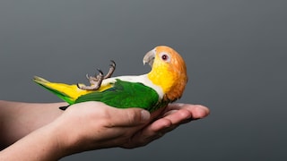 Lovebird is held in hand