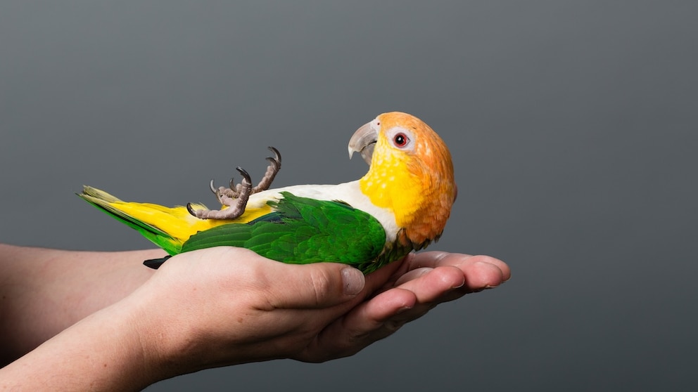 Lovebird is held in hand