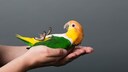 Lovebird is held in hand