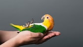 Lovebird is held in hand