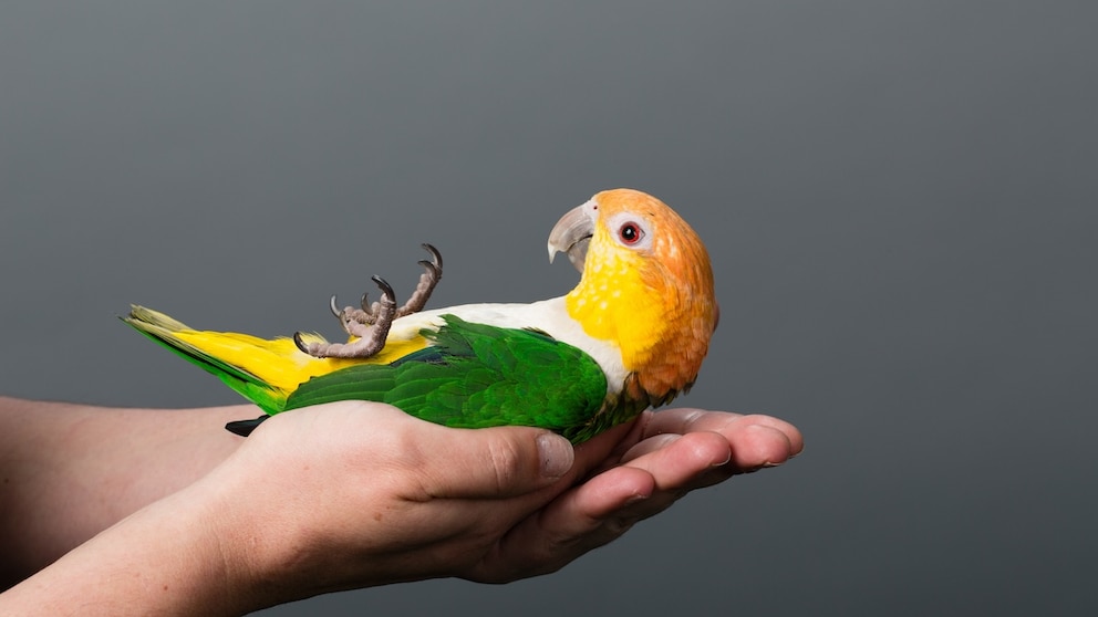 Lovebird is held in hand