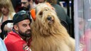 Brodie and his owner Cliff Brush Jr. watch the seventh game of the NHL Stanley Cup Final between the Florida Panthers and the Edmonton Oilers in Sunrise, Florida. Brush travels the world with his famous Goldendoodle Tik Tok.