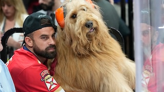 Brodie and his owner Cliff Brush Jr. watch the seventh game of the NHL Stanley Cup Final between the Florida Panthers and the Edmonton Oilers in Sunrise, Florida. Brush travels the world with his famous Goldendoodle Tik Tok.