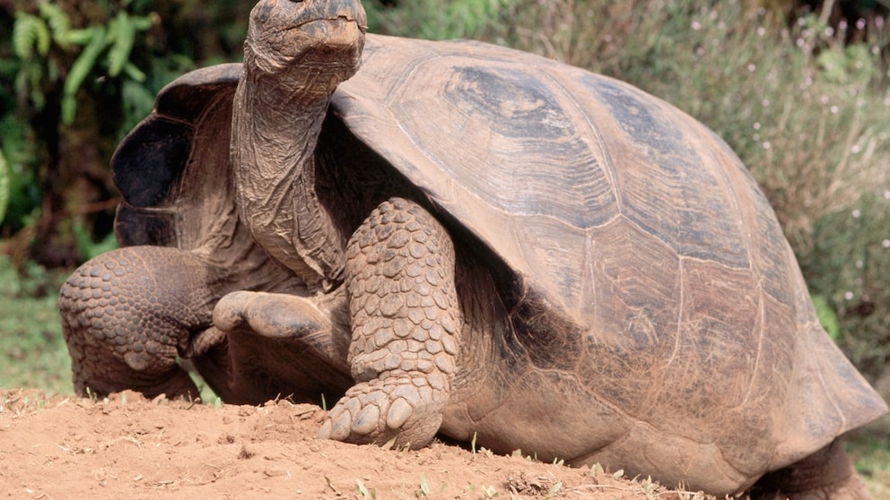 A Galapagos giant tortoise in the wild
