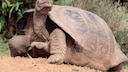 A Galapagos giant tortoise in the wild