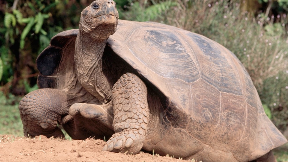 A Galapagos giant tortoise in the wild